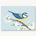 Postkarte Blaumeise