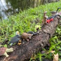 Leben am Fluss Spielfiguren Set