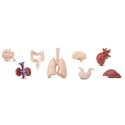 Menschliche Organe Figuren Set