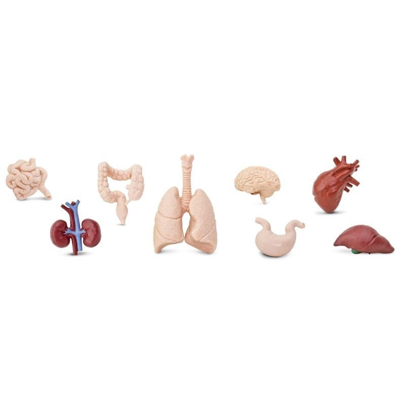 Menschliche Organe Figuren Set