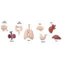Menschliche Organe Figuren Set