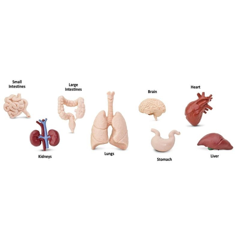 Menschliche Organe Figuren Set