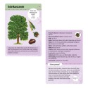 Expedition Natur 50 essbare Wildpflanzen