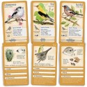 50 heimische Singvögel