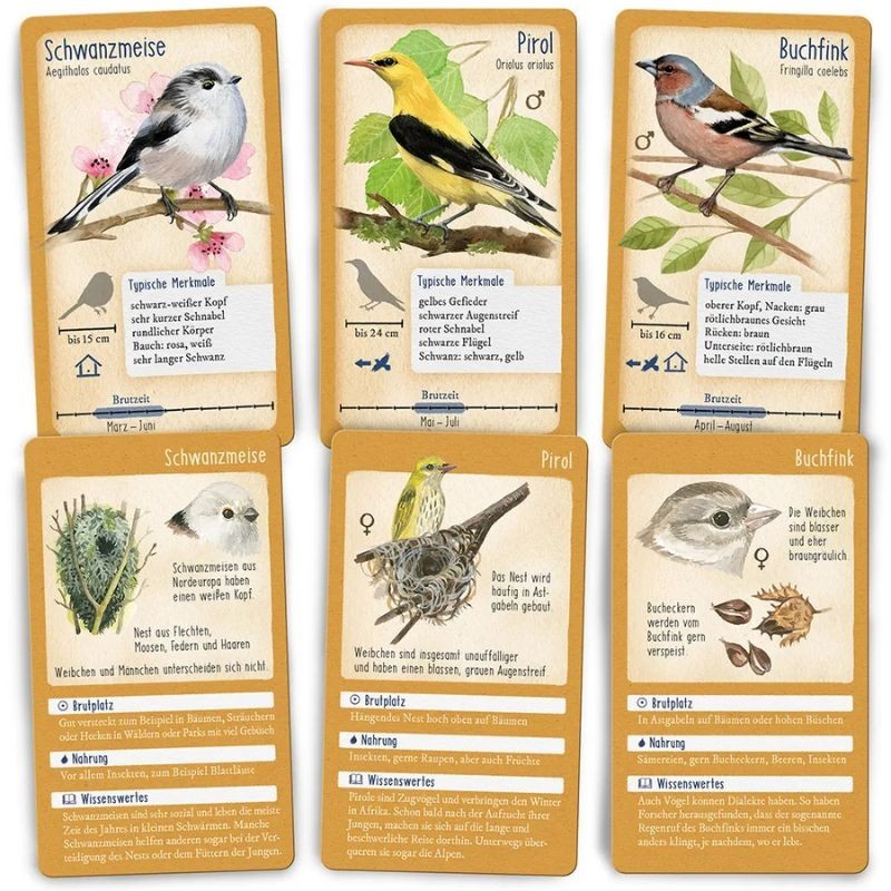 50 heimische Singvögel