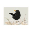 Postkarte Amsel