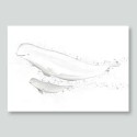 Postkarte Weisswal Beluga