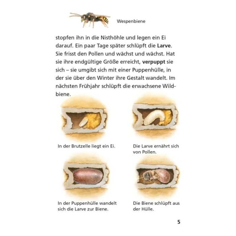 Pixi Wissen Bienen, Hummeln, Wespen