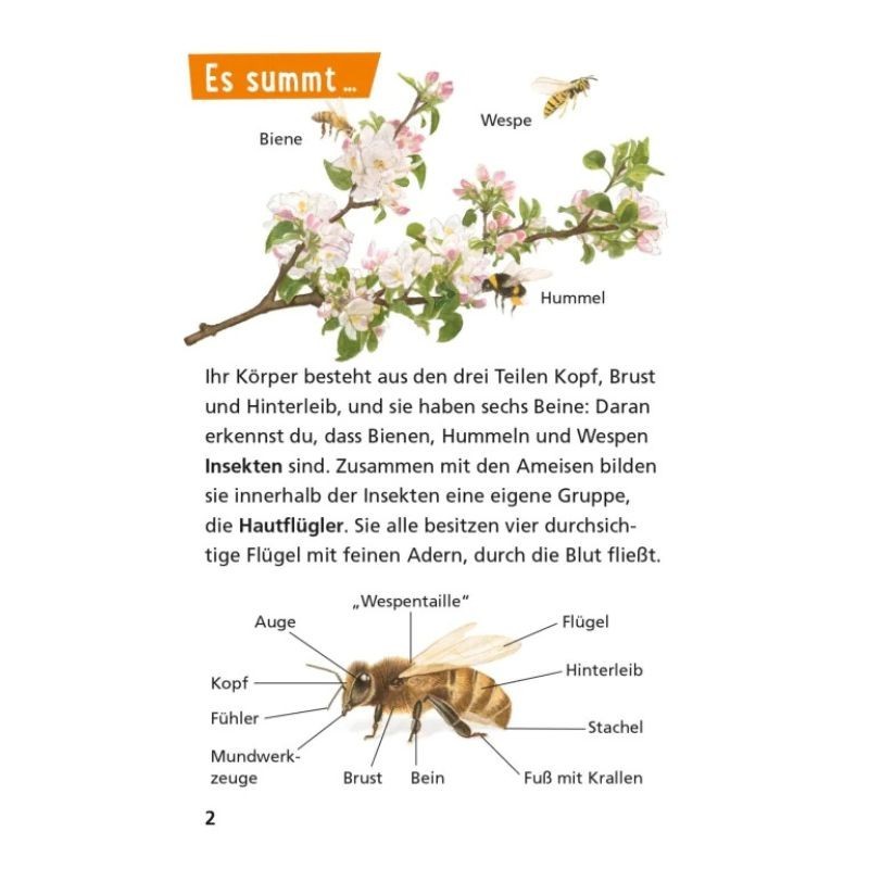 Pixi Wissen Bienen, Hummeln, Wespen