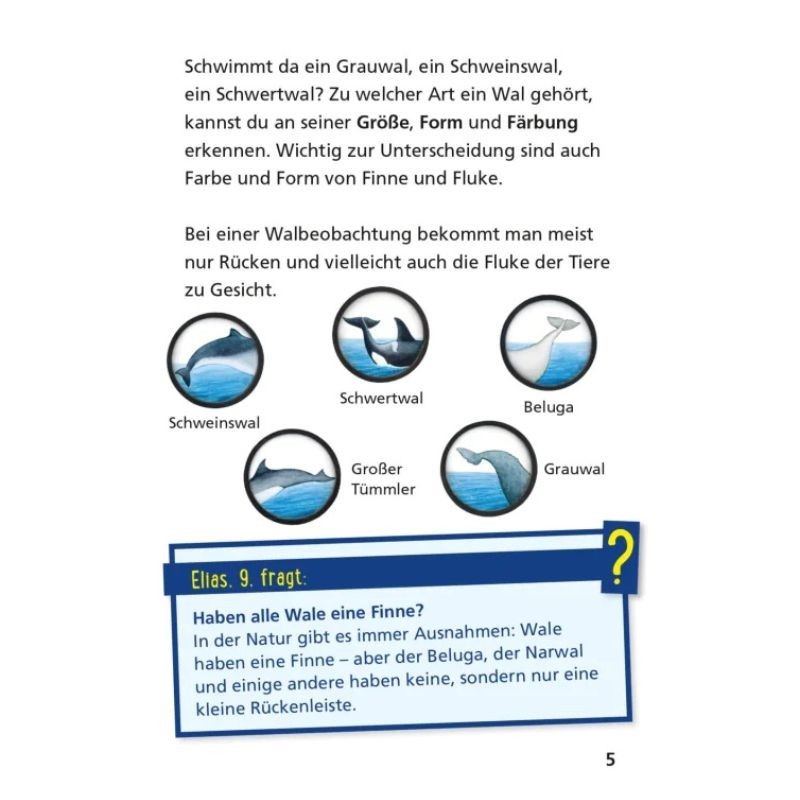 Pixi Wissen Wale und Delfine