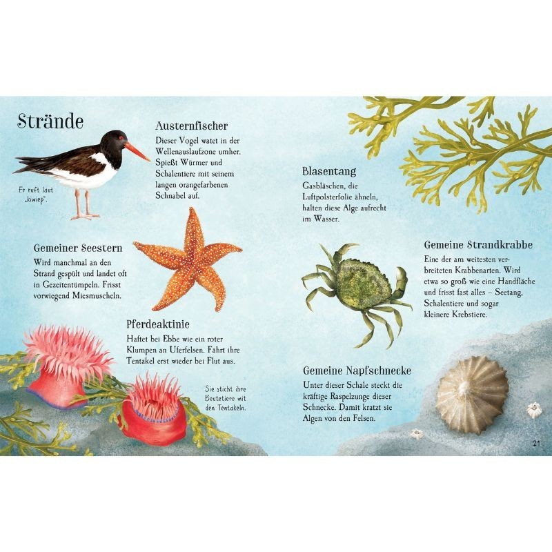 Naturführer Entdecke den Sommer Usborne minis