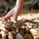 Schleich Tier Krokodil