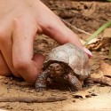 Schleich Tier Riesenschildkröte